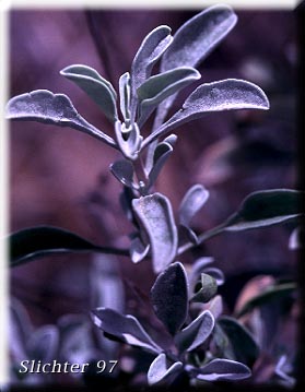 Purple Sage: Salvia dorrii