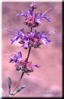 Inflorescence of Purple Sage: Salvia dorrii