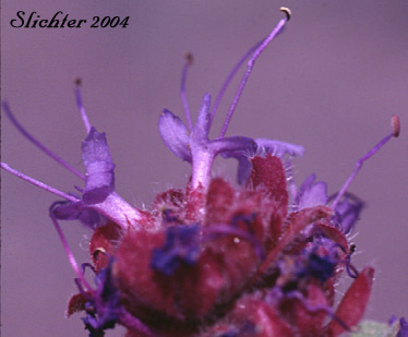 Purple sage: Salvia dorii