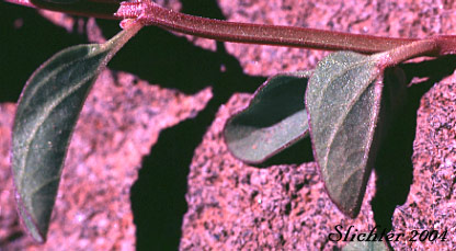 Snapdragon Skullcap, Nose Skullcap: Scutellaria antirrhinoides