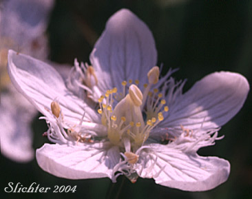 Flower of Cascade Grass-of-Parnassus: Parnassia cirrata var. intermedia (Synonyms: Parnassia fimbriata var. hoodiana, Parnassia fimbriata var. intermedia, Parnassia intermedia)