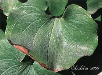 Leaf of Fringed Grass-of-Parnassus: Parnassia fimbriata (Synonym: Parnassia fimbriata var. fimbriata)