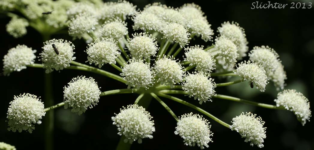 Umbel of Lyall's Angelica, Sharptooth Angelica, Sharp-tooth Angelica, Shining Angelica: Angelica arguta (Synonyms: Angelica lyallii, Angelica piperi)