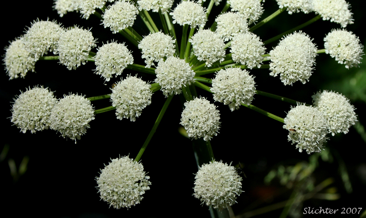 Inflorescence of Lyall's Angelica, Sharptooth Angelica, Sharp-tooth Angelica, Shining Angelica: Angelica arguta (Synonyms: Angelica lyallii, Angelica piperi)