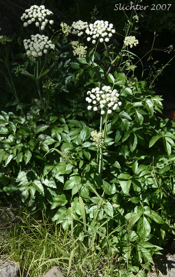 Lyall's Angelica, Sharptooth Angelica, Sharp-tooth Angelica, Shining Angelica: Angelica arguta (Synonyms: Angelica lyallii, Angelica piperi)