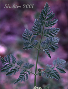 Portion of a leaf of Poison Hemlock, Poison-hemlock: Conium maculatu