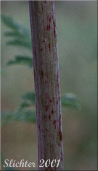 Purple spotting on the stem of Poison Hemlock: Conium maculatum