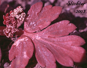 Leaf of Dwarf Cork-seed, Corrugated Spring Parsley, Wrinklewing Springparsley: Cymopterus corrugatus (Synonyms: Cymopterus plurijugus, Rhysopterus plurijugus)