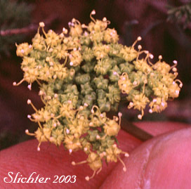 Umbel of Aromatic Spring-parsley, Fennel Cymopterus, Turpentine Wavewing: Cymopterus terebinthinus var. foeniculaceus (Synonym: Pteryxia terebinthina var. foeniculacea)