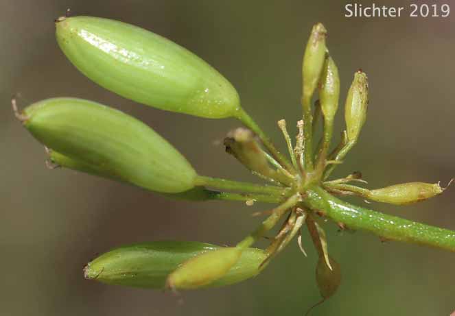 Maturing fruits of Aromatic Spring-parsley, Fennel Cymopteris, Fennel-leaved Cymopterus, Turpentine Wavewing: Cymopterus terebinthinus var.  (Synonym: Pteryxia terebinthina var. foeniculacea)