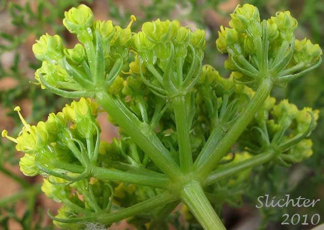 Involucel bracts of Aromatic Spring-parsley, Fennel Cymopterus, Turpentine Wavewing: Cymopterus terebinthinus var. foeniculaceus (Synonym: Pteryxia terebinthina var. foeniculacea)