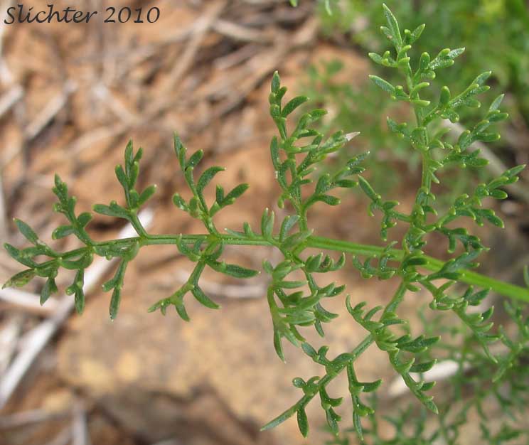 Portion of the compound leaf of Aromatic Spring-parsley, Fennel Cymopterus, Turpentine Wavewing: Cymopterus terebinthinus var. foeniculaceus (Synonym: Pteryxia terebinthina var. foeniculacea)