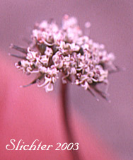 Flower head of Elko Spring Parsley, Snowline Springparsley: Cymopterus nivalis (Synonyms: Aletes bipinnata, Aletes nivalis, Cymopterus. bipinnatus, Cymopterus humboldtensis)