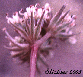 Elko Spring Parsley, Snowline Springparsley: Cymopterus nivalis (Synonyms: Aletes bipinnata, Aletes nivalis, Cymopterus. bipinnatus, Cymopterus humboldtensis)