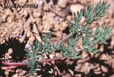 Leaf of Elko Spring Parsley, Snowline Springparsley: Cymopterus nivalis (Synonyms: Aletes bipinnata, Aletes nivalis, Cymopterus. bipinnatus, Cymopterus humboldtensis)