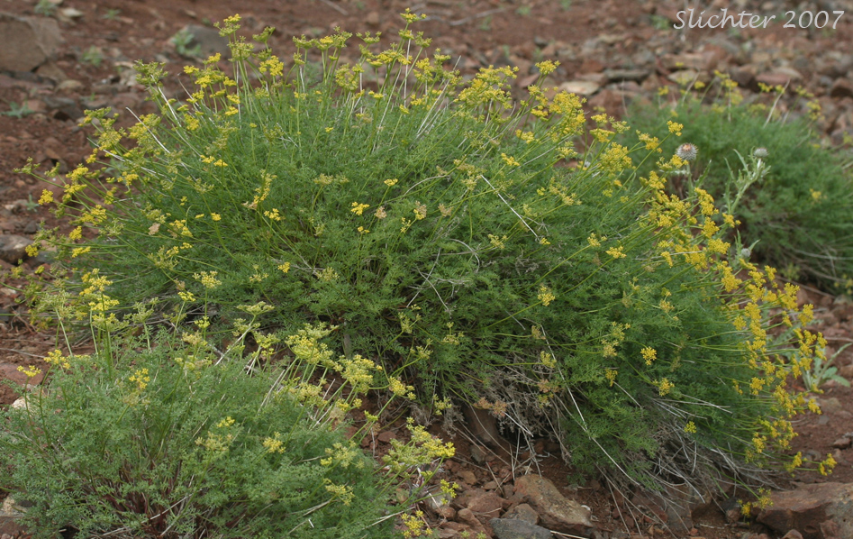 Aromatic Spring-parsley: Cymopterus terebinthinus var. foeniculaceus