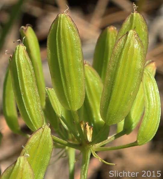 Fruits of Brandegee's Lomatium, Brandegee's Desert-parsley: Lomatium brandegeei (Synonyms: Cynomarathrum brandegeei, Lomatium brandegei)