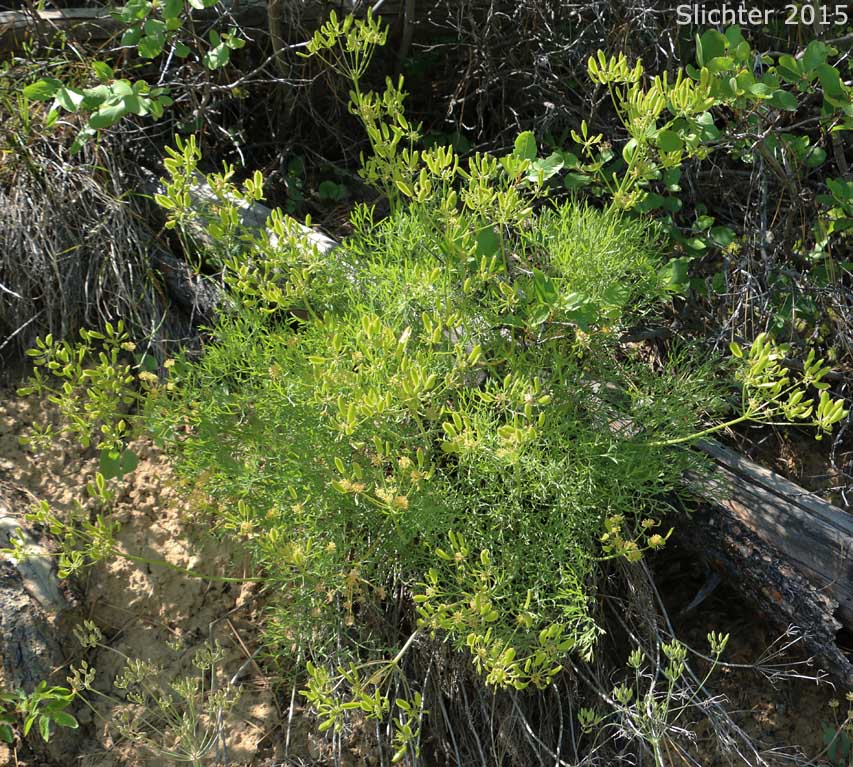 Brandegee's Lomatium, Brandegee's Desert-parsley: Lomatium brandegeei (Synonyms: Cynomarathrum brandegeei, Lomatium brandegei)