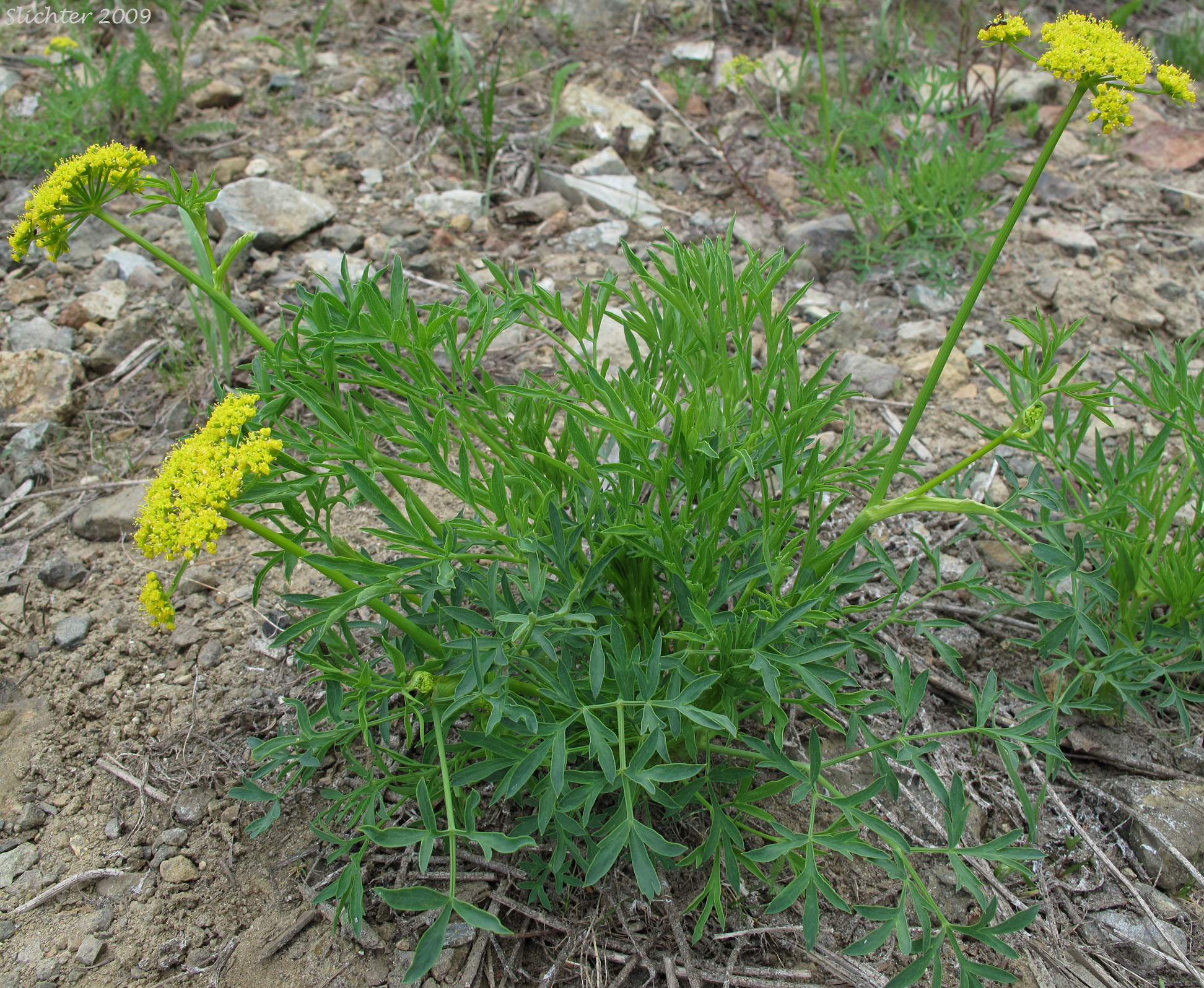 Brandegee's Lomatium, Brandegee's Desert-parsley: Lomatium brandegeei (Synonym: Cynomarathrum brandegeei, Lomatium brandegei)