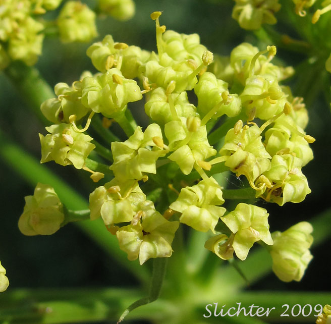 Close-up of the inflorescence of Brandegee's Lomatium, Brandegee's Desert-parsley: Lomatium brandegeei (Synonym: Cynomarathrum brandegeei, Lomatium brandegei)