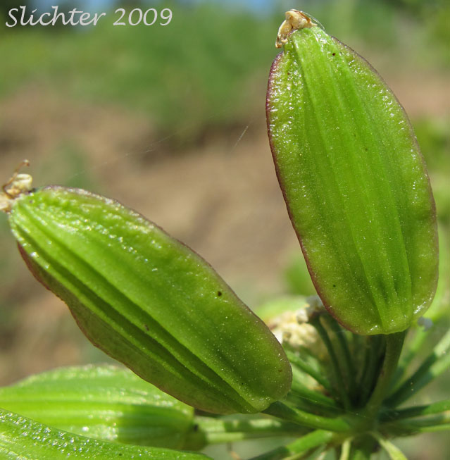 Maturing fruits of Brandegee's Lomatium, Brandegee's Desert-parsley: Lomatium brandegeei (Synonym: Cynomarathrum brandegeei, Lomatium brandegei)