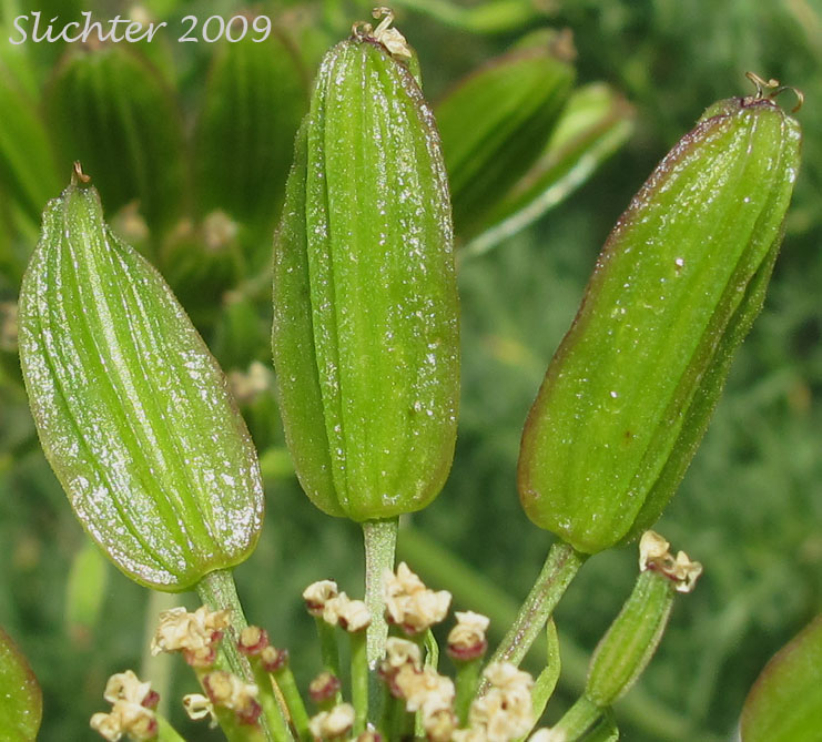 Maturing fruits of Brandegee's Lomatium, Brandegee's Desert-parsley: Lomatium brandegeei (Synonym: Cynomarathrum brandegeei, Lomatium brandegei)