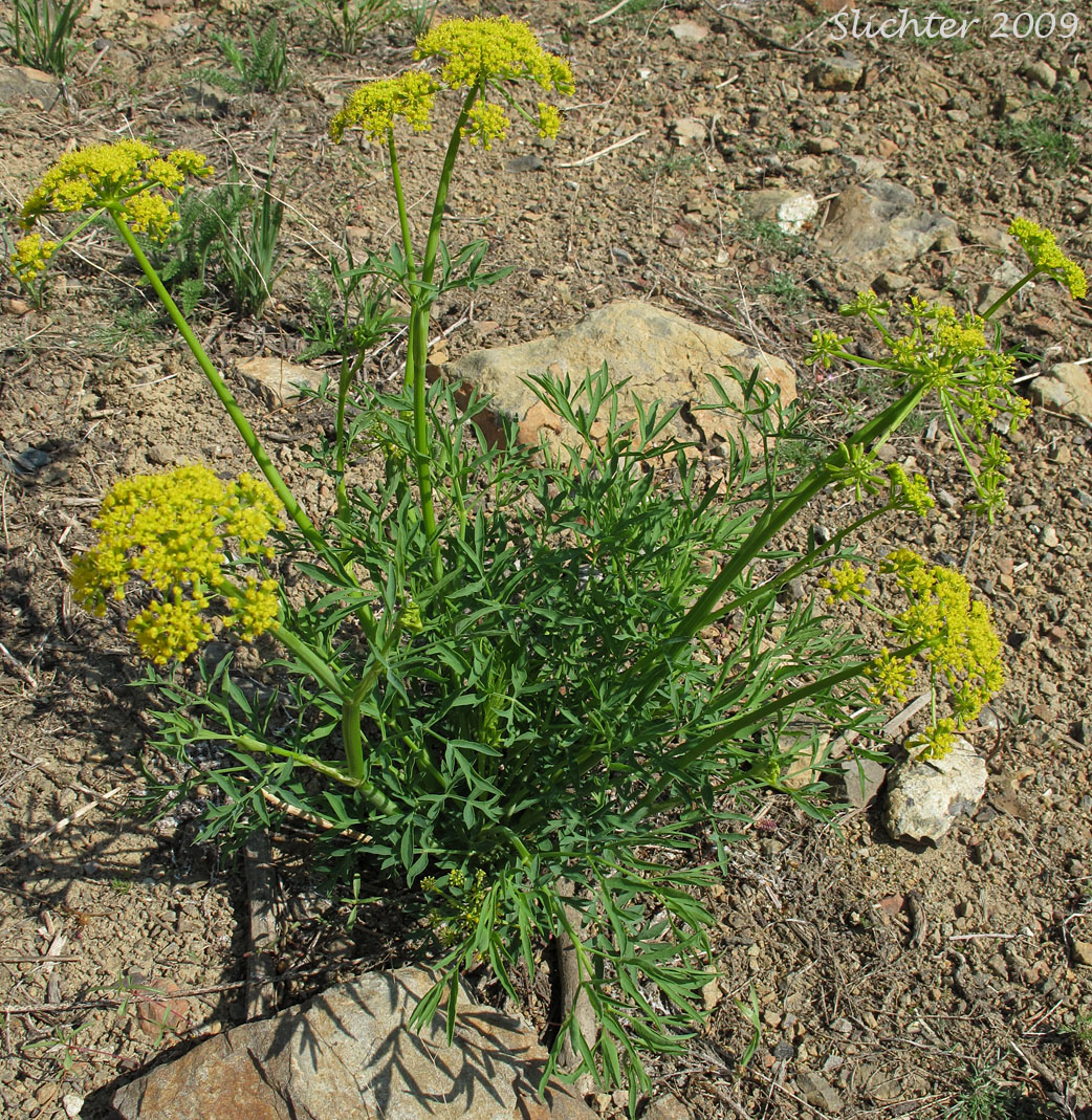 Brandegee's Lomatium, Brandegee's Desert-parsley: Lomatium brandegeei (Synonym: Cynomarathrum brandegeei, Lomatium brandegei)