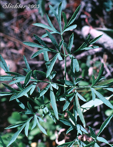 Leaf of Brandegee's Lomatium, Brandegee's Desert-parsley: Lomatium brandegeei (Synonym: Cynomarathrum brandegeei, Lomatium brandegei) 