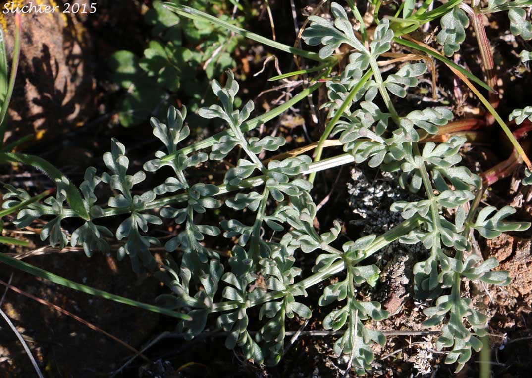 Leaf of Canby's Biscuitroot, Canby's Desert-parsley, Canby's Desert Parsley, Canby's Lomatium, Chucklusa: Lomatium canbyi (Synonyms: Cogswellia canbyi, Peucedanum canbyi)