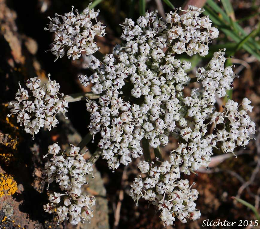 Umbel of Canby's Biscuitroot, Canby's Desert-parsley, Canby's Desert Parsley, Canby's Lomatium, Chucklusa: Lomatium canbyi (Synonyms: Cogswellia canbyi, Peucedanum canbyi)