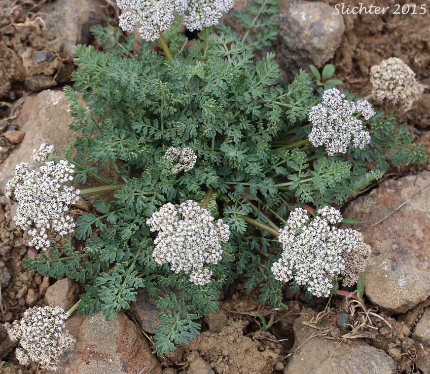 Canby's Biscuitroot, Canby's Desert-parsley, Canby's Desert Parsley, Canby's Lomatium, Chucklusa: Lomatium canbyi (Synonyms: Cogswellia canbyi, Peucedanum canbyi)