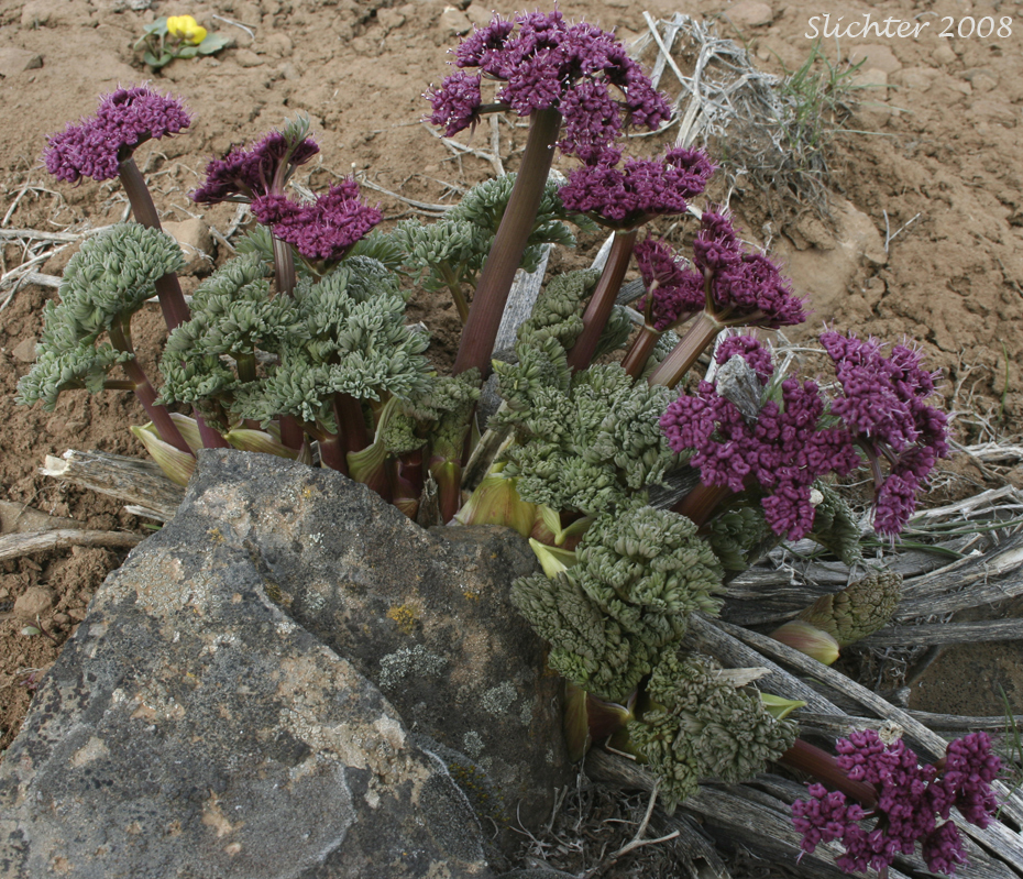 Columbia Desert Parsley, Columbia Gorge Desert-parsley, Columbia Lomatium, Purple Lomatium: Lomatium columbianum (Synonym: Leptotaenia purpurea)