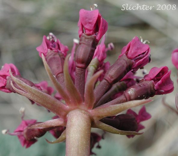 Involucel of Columbia Desert Parsley, Columbia Gorge Desert-parsley, Columbia Lomatium, Purple Lomatium: Lomatium columbianum (Synonym: Leptotaenia purpurea)