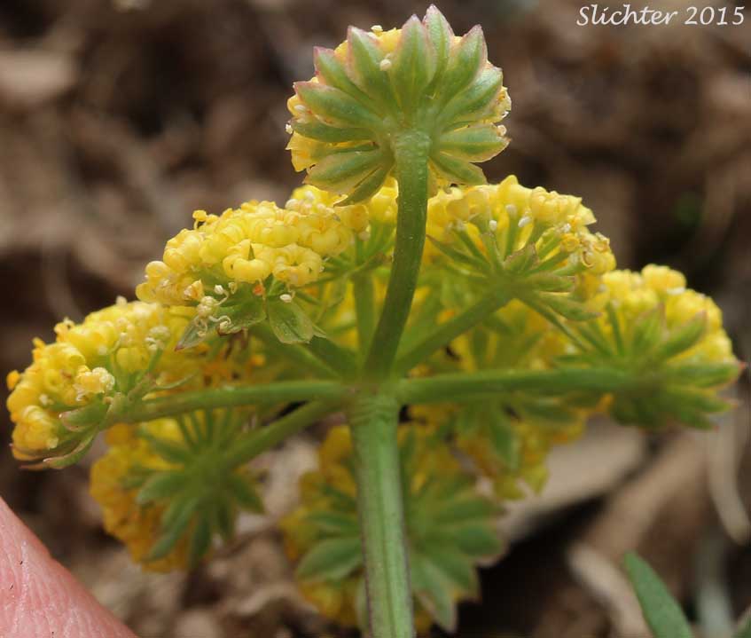 Umbel of Cous, Cous Biscuitroot, Cous-root Desert Parsley: Lomatium cous (Synonyms: Lomatium circumdatum, Lomatium montanum)