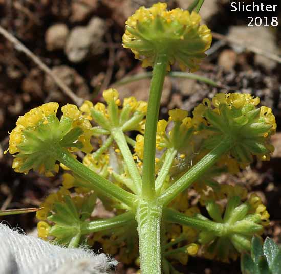 Bracts on the underside of the inflorescence of Cous, Cous Biscuitroot, Cous-root Desert Parsley: Lomatium cous (Synonyms: Lomatium circumdatum, Lomatium montanum)