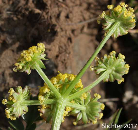 Inflorescence of Cous, Cous Biscuitroot, Cous-root Desert Parsley: Lomatium cous (Synonyms: Lomatium circumdatum, Lomatium montanum) showing the involucel bracts.