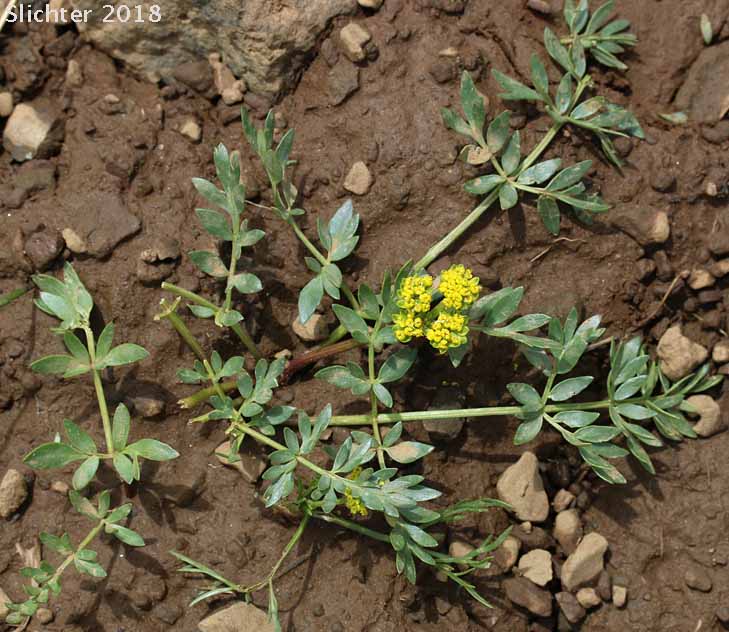 Cous, Cous Biscuitroot, Cous-root Desert Parsley: Lomatium cous (Synonyms: Lomatium circumdatum, Lomatium montanum)