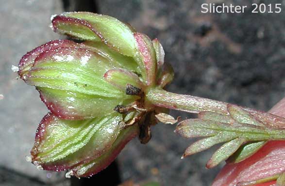 Fruits of Cous, Cous Biscuitroot, Cous-root Desert Parsley: Lomatium cous (Synonyms: Lomatium circumdatum, Lomatium montanum)