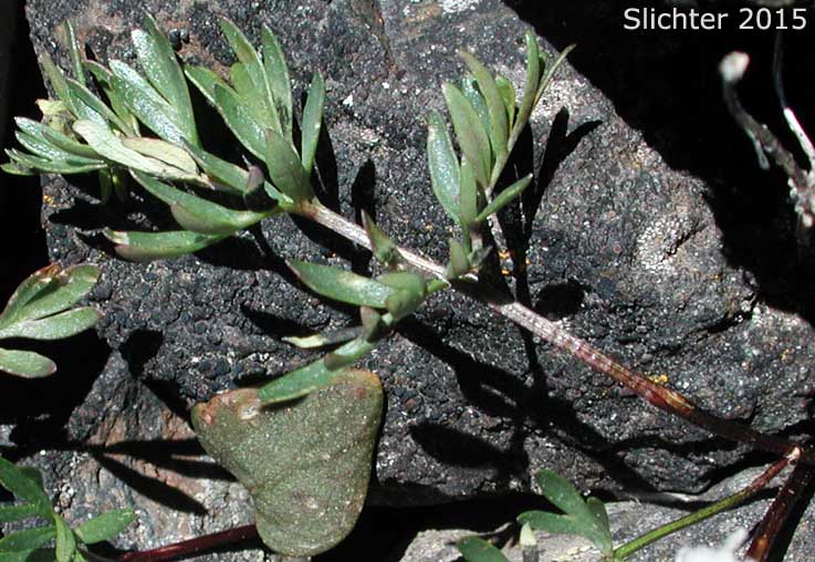 Leaf of Cous, Cous Biscuitroot, Cous-root Desert Parsley: Lomatium cous (Synonyms: Lomatium circumdatum, Lomatium montanum)