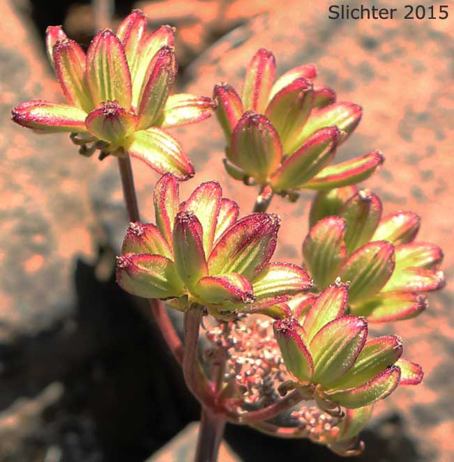 Inflorescence in fruit of Cous, Cous Biscuitroot, Cous-root Desert Parsley: Lomatium cous (Synonyms: Lomatium circumdatum, Lomatium montanum)
