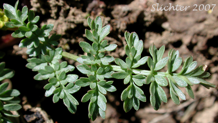 Leaf of Cous, Cous Biscuitroot, Cous-root Desert Parsley: Lomatium cous (Synonyms: Lomatium circumdatum, Lomatium montanum)