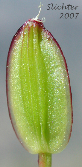 Fruit of Cous, Cous Biscuitroot, Cous-root Desert Parsley: Lomatium cous (Synonyms: Lomatium circumdatum, Lomatium montanum)