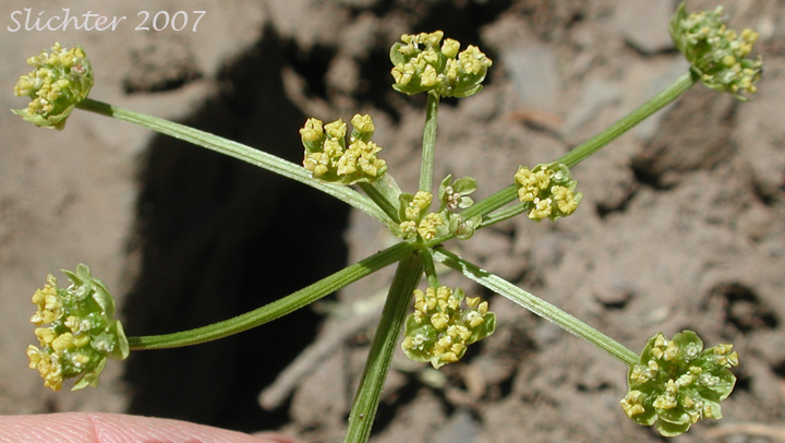 Inflorescence of Cous, Cous Biscuitroot, Cous-root Desert Parsley: Lomatium cous (Synonyms: Lomatium circumdatum, Lomatium montanum)