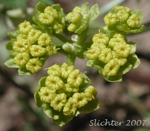 Umbelets of Cous, Cous Biscuitroot, Cous-root Desert Parsley: Lomatium cous (Synonyms: Lomatium circumdatum, Lomatium montanum)