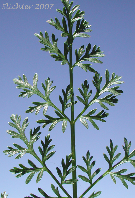 Close-up view of the leaflets of Cous, Cous Biscuitroot, Cous-root Desert Parsley: Lomatium cous (Synonyms: Lomatium circumdatum, Lomatium montanum)