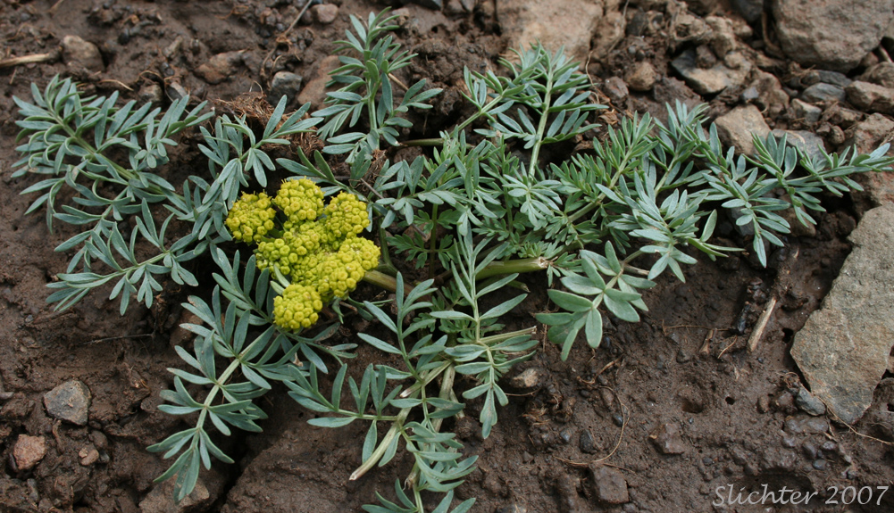 Cous, Cous Biscuitroot, Cous-root Desert Parsley: Lomatium cous (Synonyms: Lomatium circumdatum, Lomatium montanum)