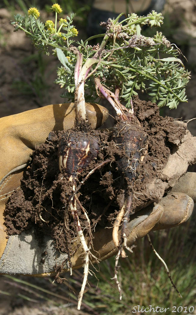 Broad tuberous root of Cous, Cous Biscuitroot, Cous-root Desert Parsley: Lomatium cous (Synonyms: Lomatium circumdatum, Lomatium montanum)