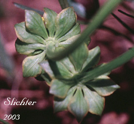 Broad involucel bracts beneath the umbelets of Cous, Cous Biscuitroot, Cous-root Desert Parsley: Lomatium cous (Synonyms: Lomatium circumdatum, Lomatium montanum)