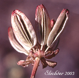 Maturing fruits of Cous, Cous Biscuitroot, Cous-root Desert Parsley: Lomatium cous (Synonyms: Lomatium circumdatum, Lomatium montanum)