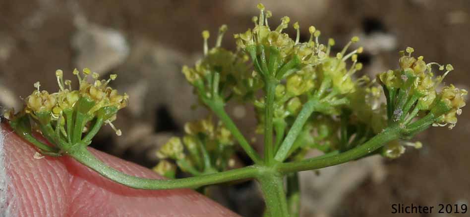 Cusick's Biscuitroot, Cusick's Desert-parsley, Cusick's Desert Parsley: Lomatium cusickii